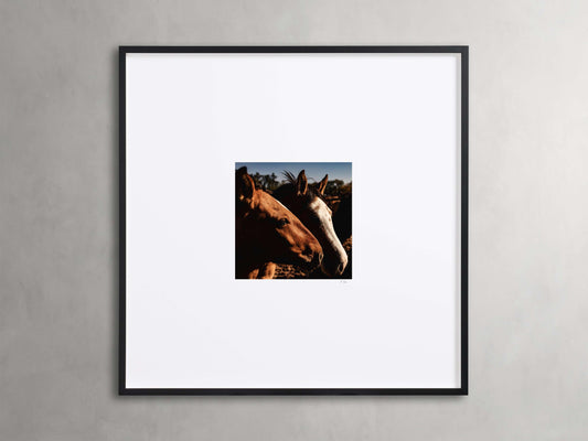 Argentina Horses  I Framed Print