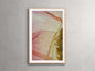 Cosmos Petals Framed Print