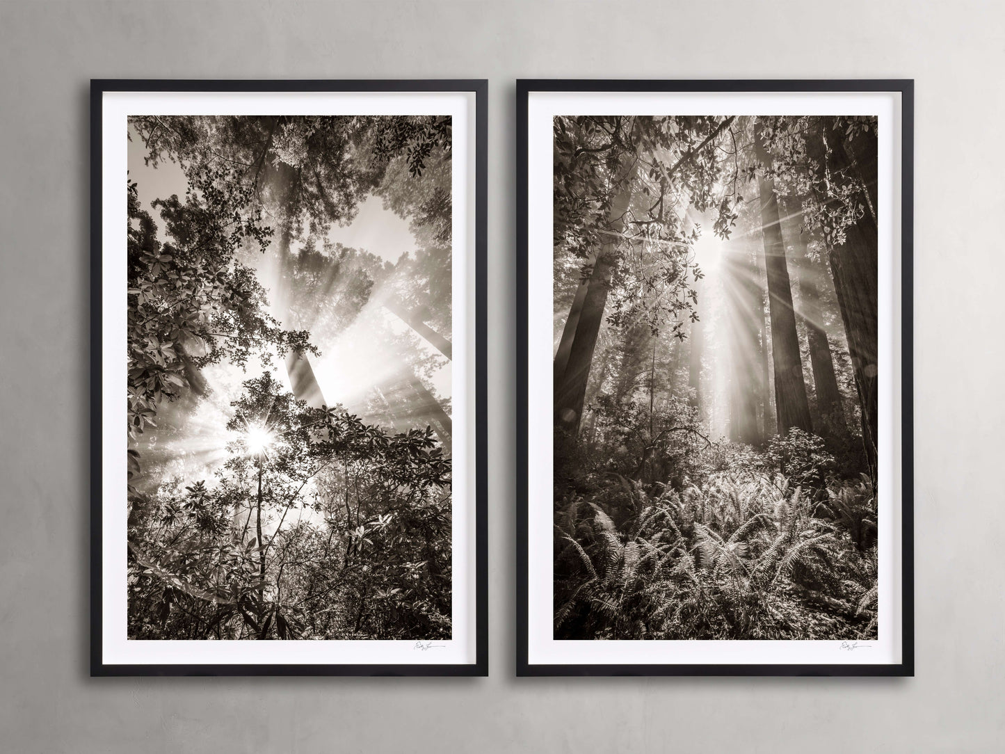 Redwoods I (Set of 2)