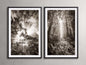Redwoods I (Set of 2)