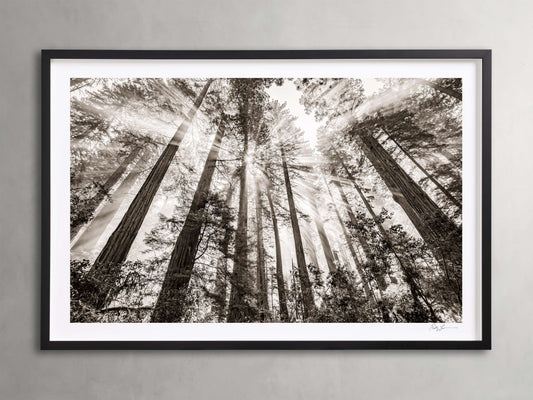 Redwoods II Framed Print