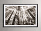 Redwoods II Framed Print