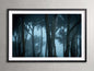 Trees & Shadows I Framed Print