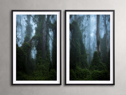 Trees & Shadows III Framed Print (Set of 2)