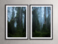 Trees & Shadows III Framed Print (Set of 2)