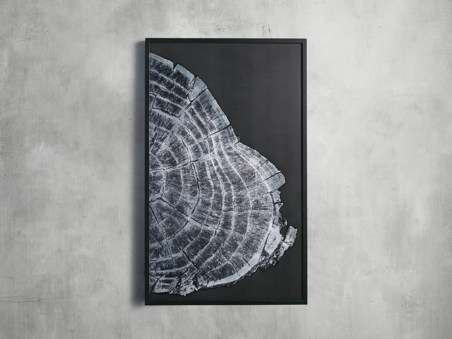 Tree Ring II Framed Print