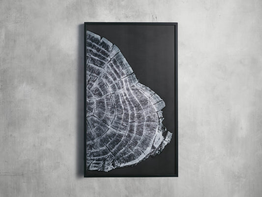 Tree Ring II Framed Print