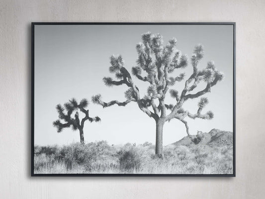 Joshua Tree Duo Framed Print