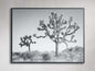 Joshua Tree Duo Framed Print
