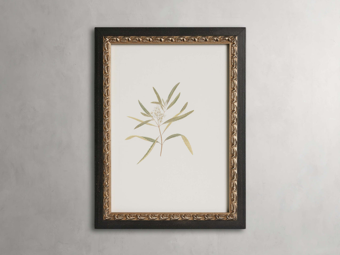 Thistle Framed Print