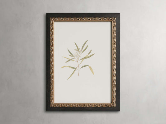 Thistle Framed Print
