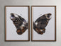 Aile Framed Print (Set of 2)