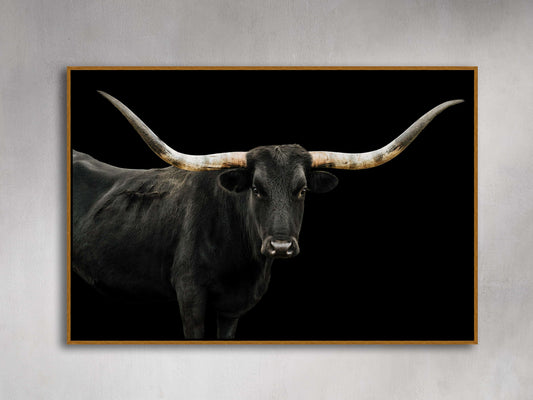 Longhorn Framed Print